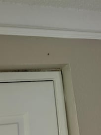 Roaches