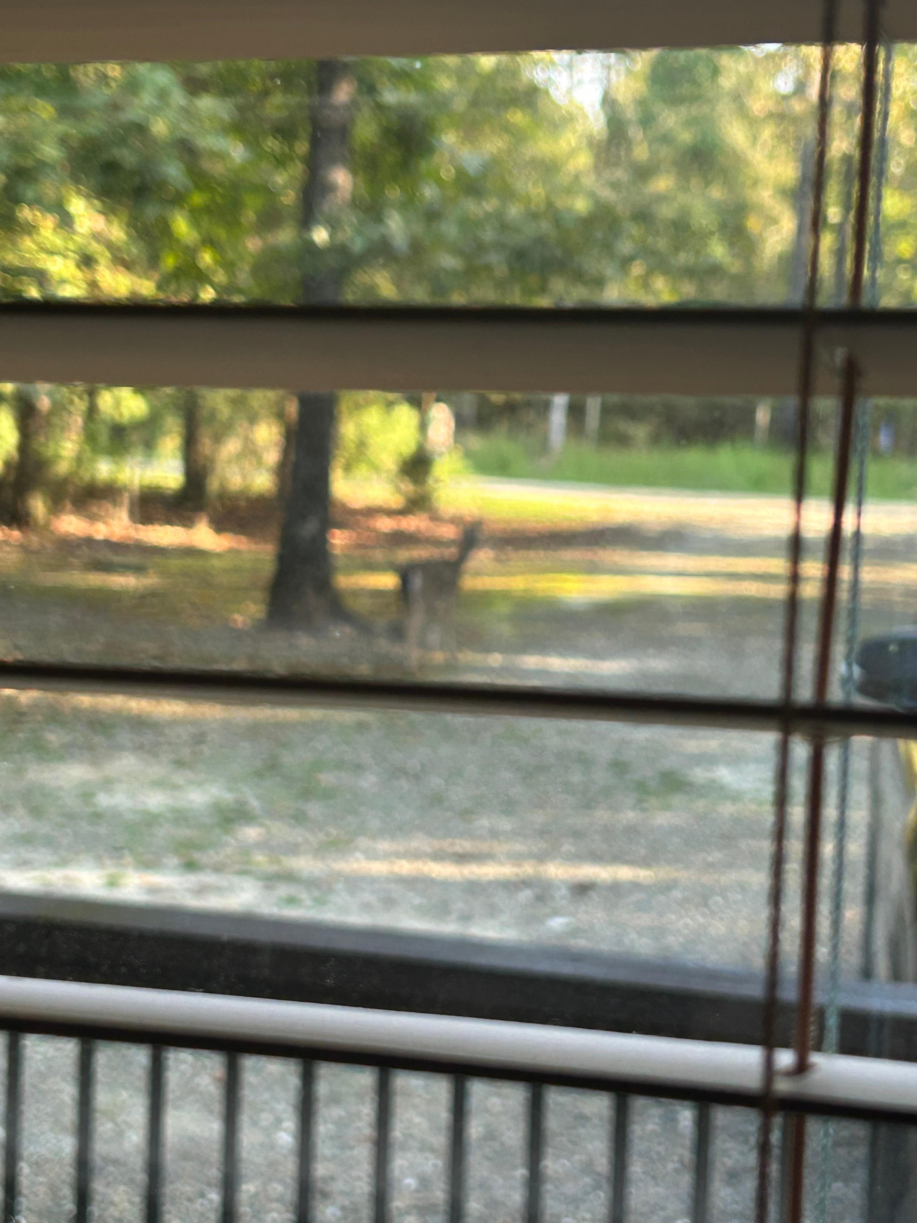 We saw deer several times a day 