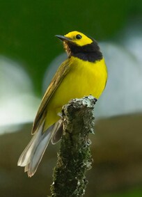 A Hooded Warbler who sang every morning outside the house.