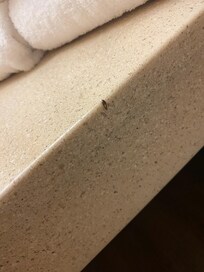 Roach im bathroom