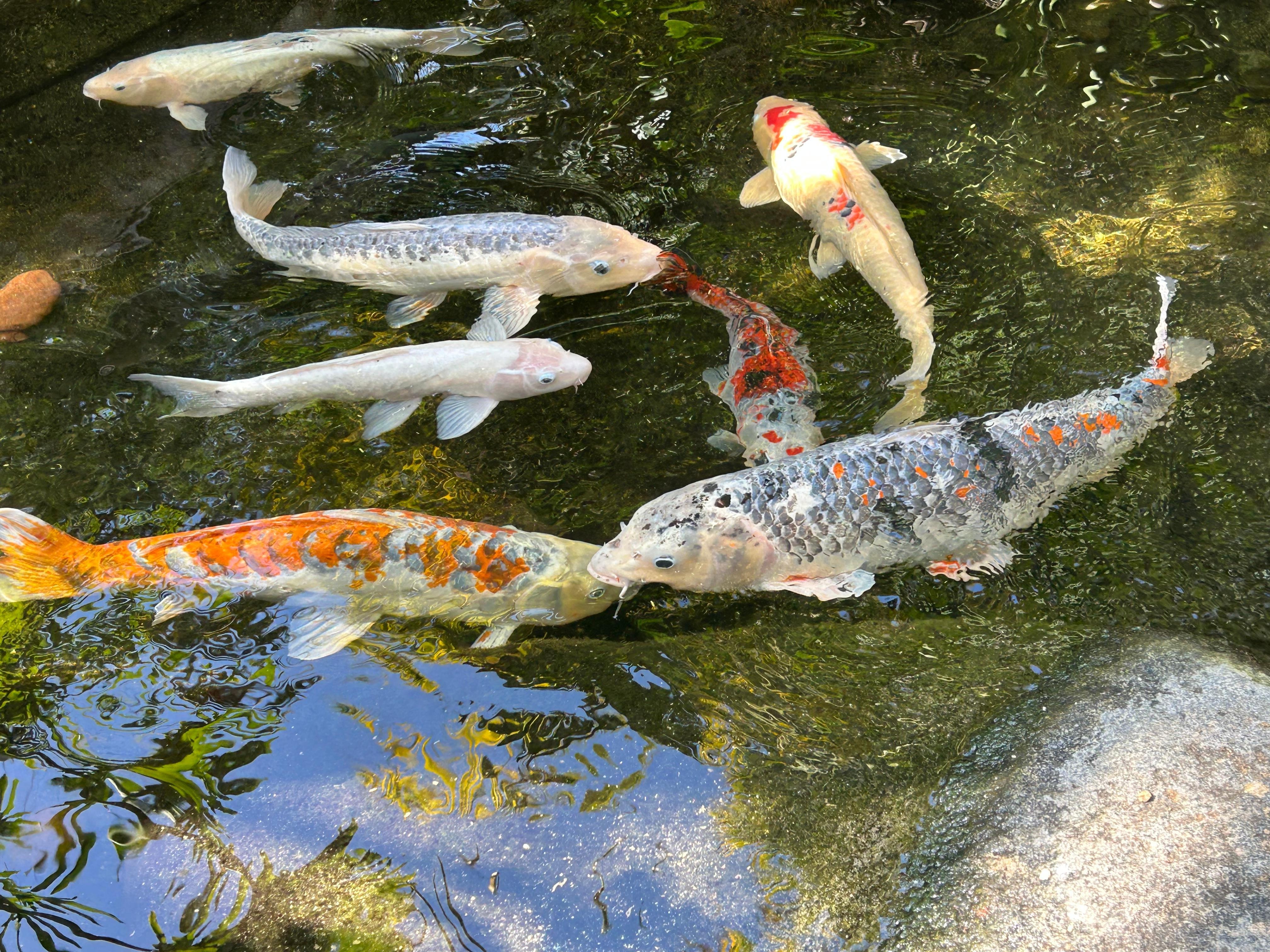 a koi pond