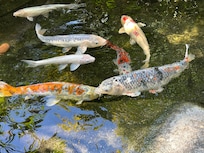 a koi pond