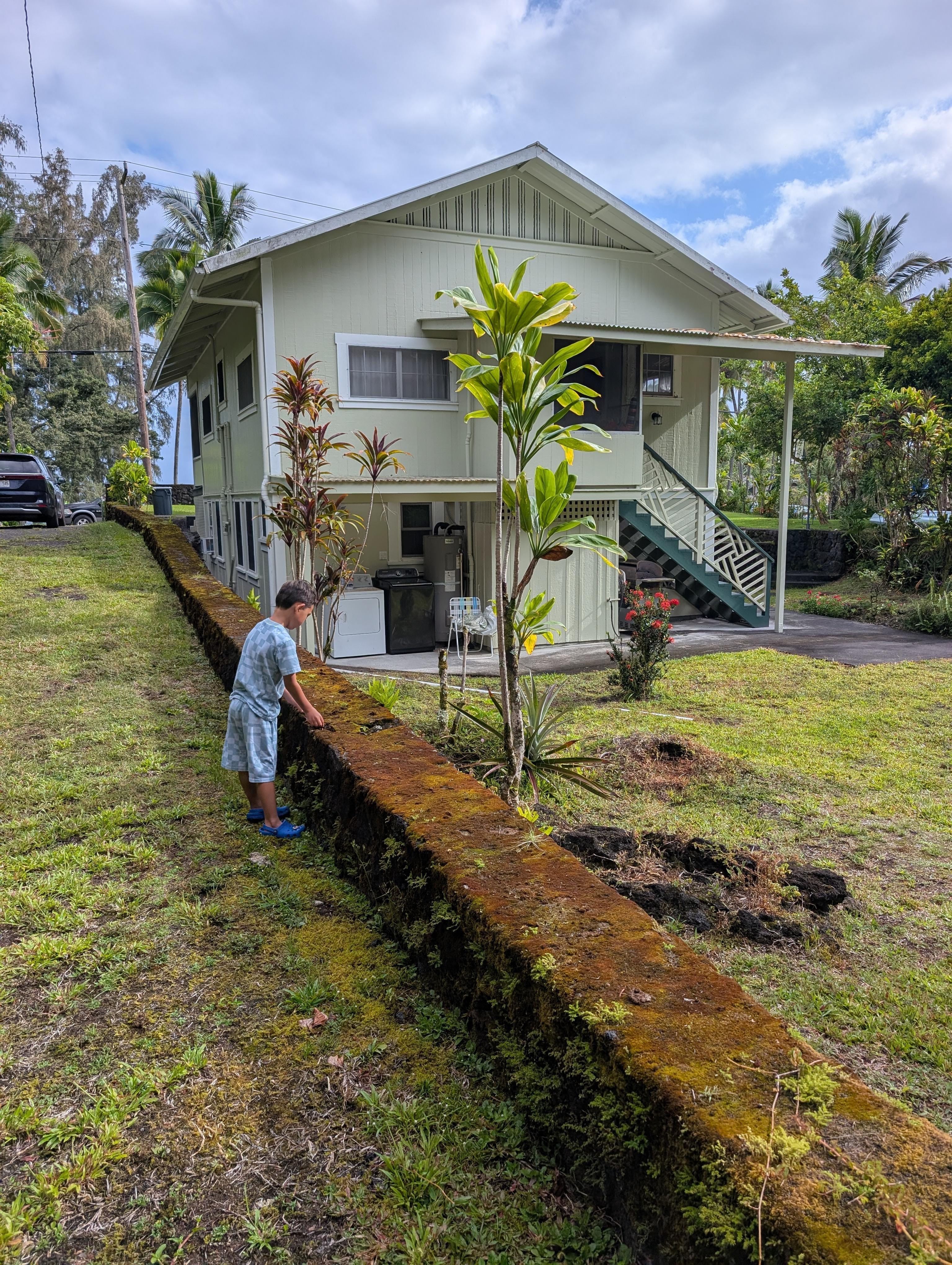 Backyard with jungle