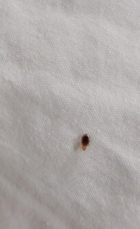 Bed bug