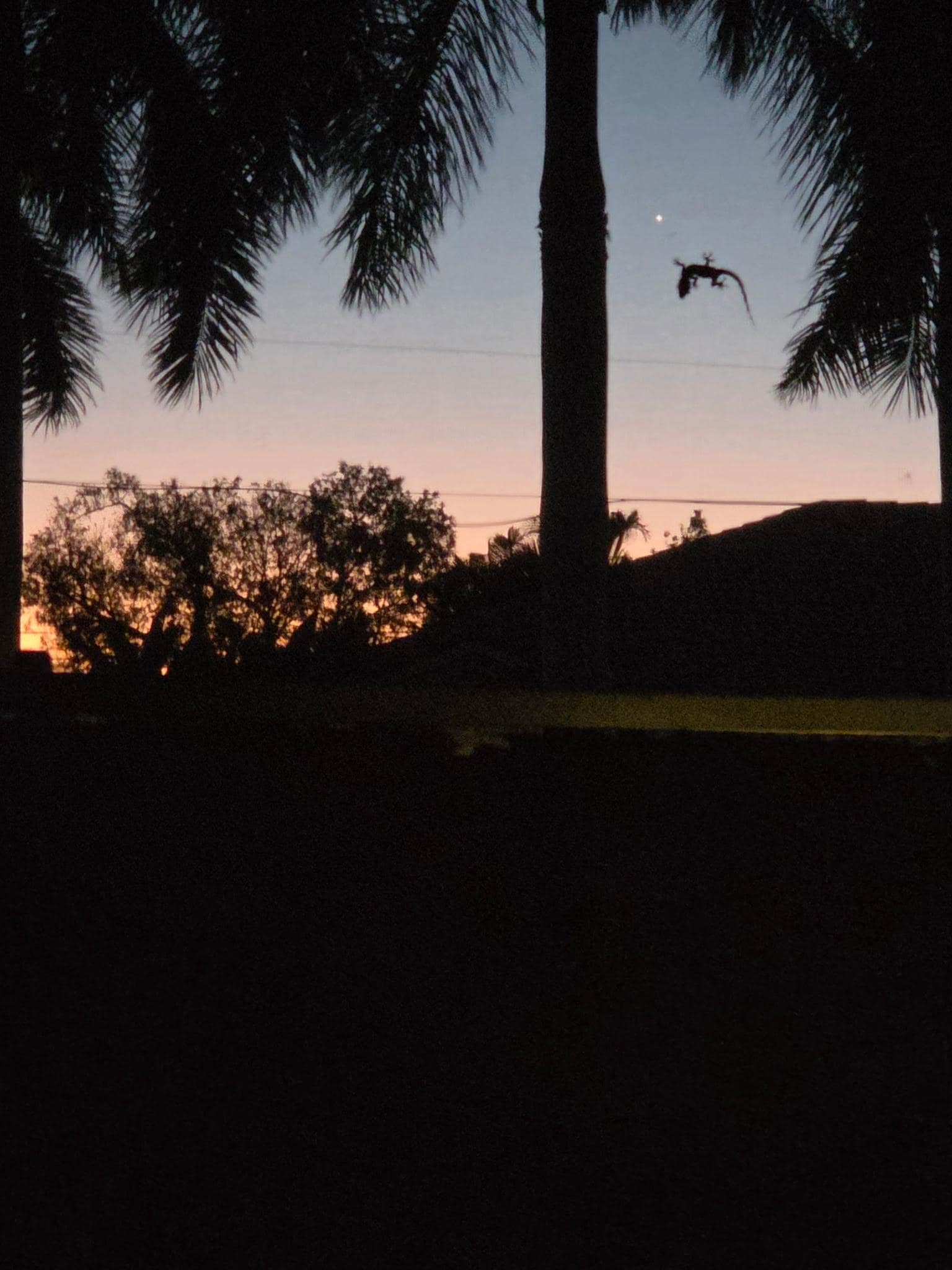 Beautiful sunset and lizard on the screen.