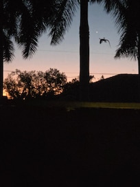 Beautiful sunset and lizard on the screen.