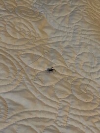 In the bedding - spider