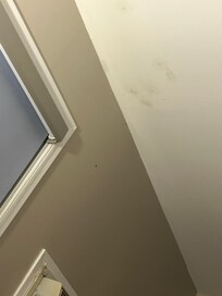 Bugs