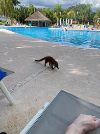 Tons of wildlife on the grounds - Coati, agouti, iguanas, etc.