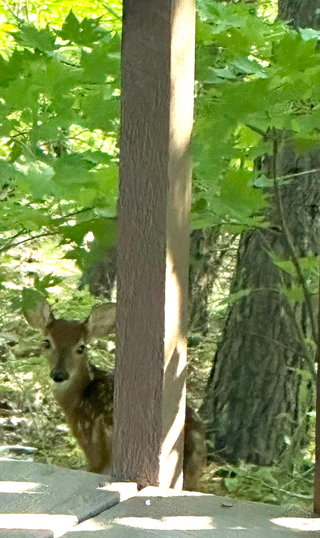 Fawn and her mother visited the cabin