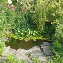 Koi pond, in the back of the yurt.