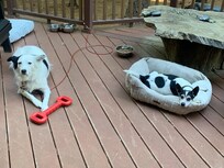 Our dogs enjoying the deck and the toys provided.