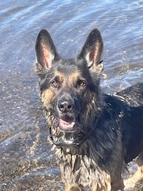 Our boy Hamish having a swim