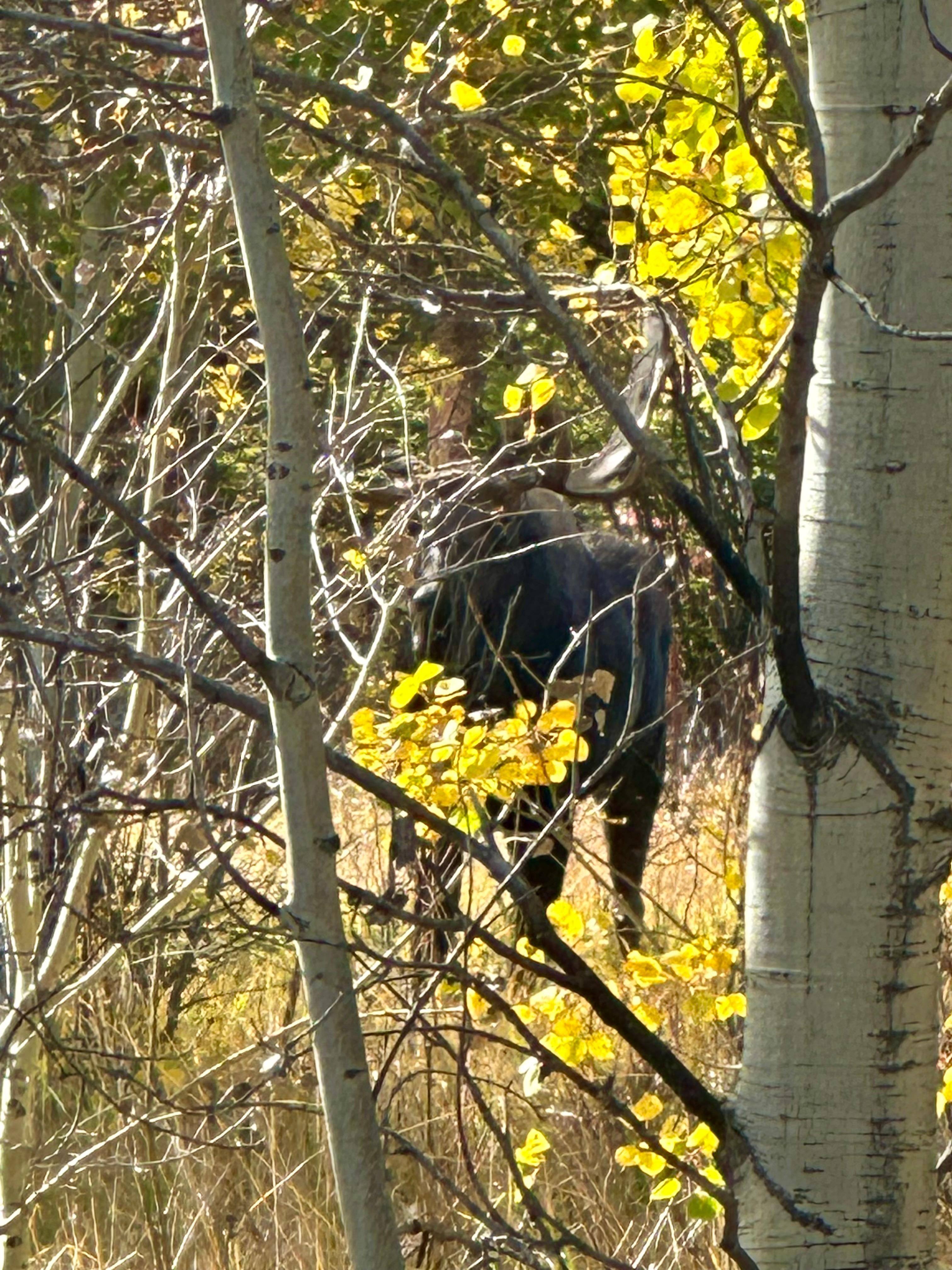 Bull moose