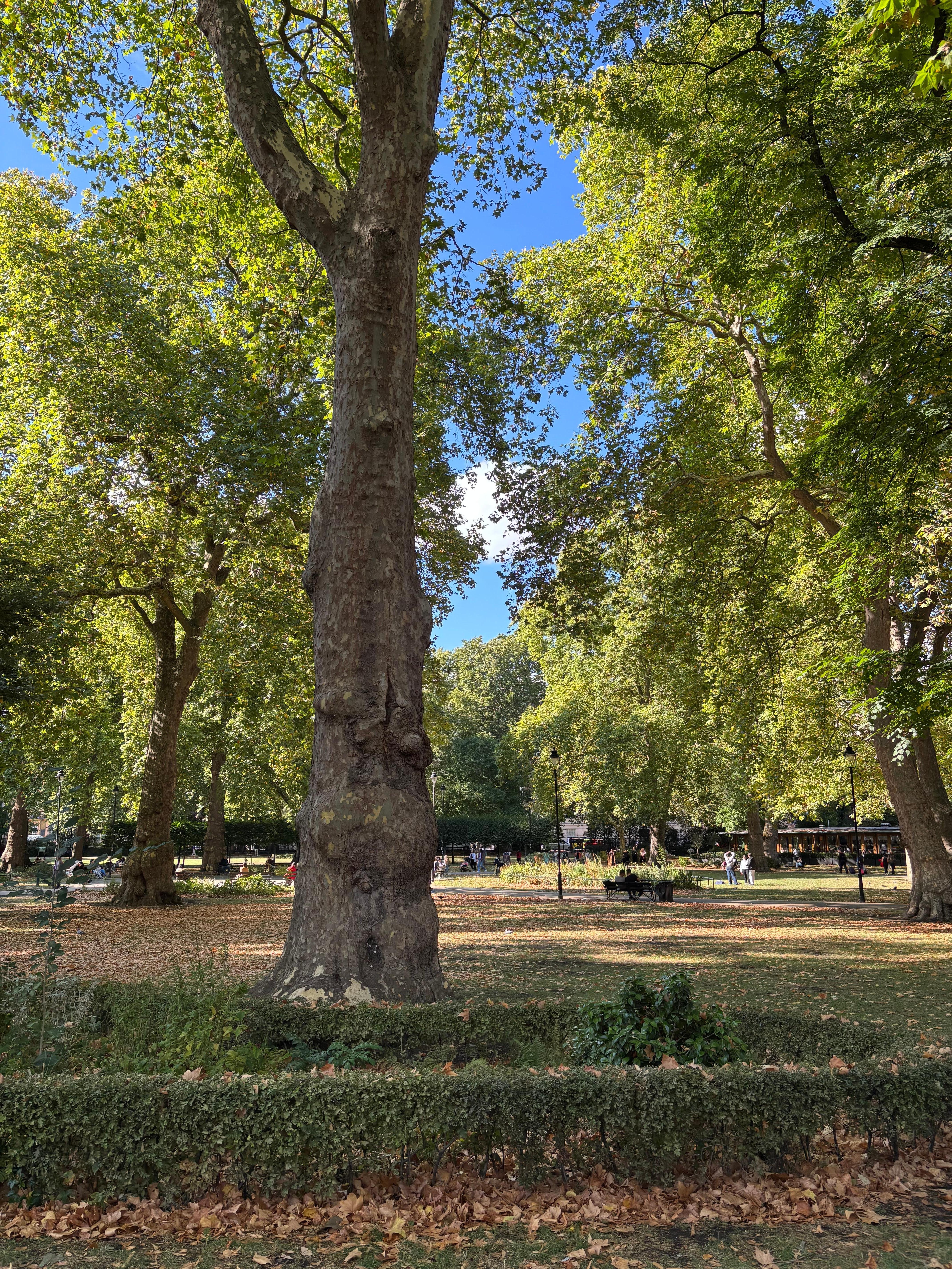 Park ved British museum 