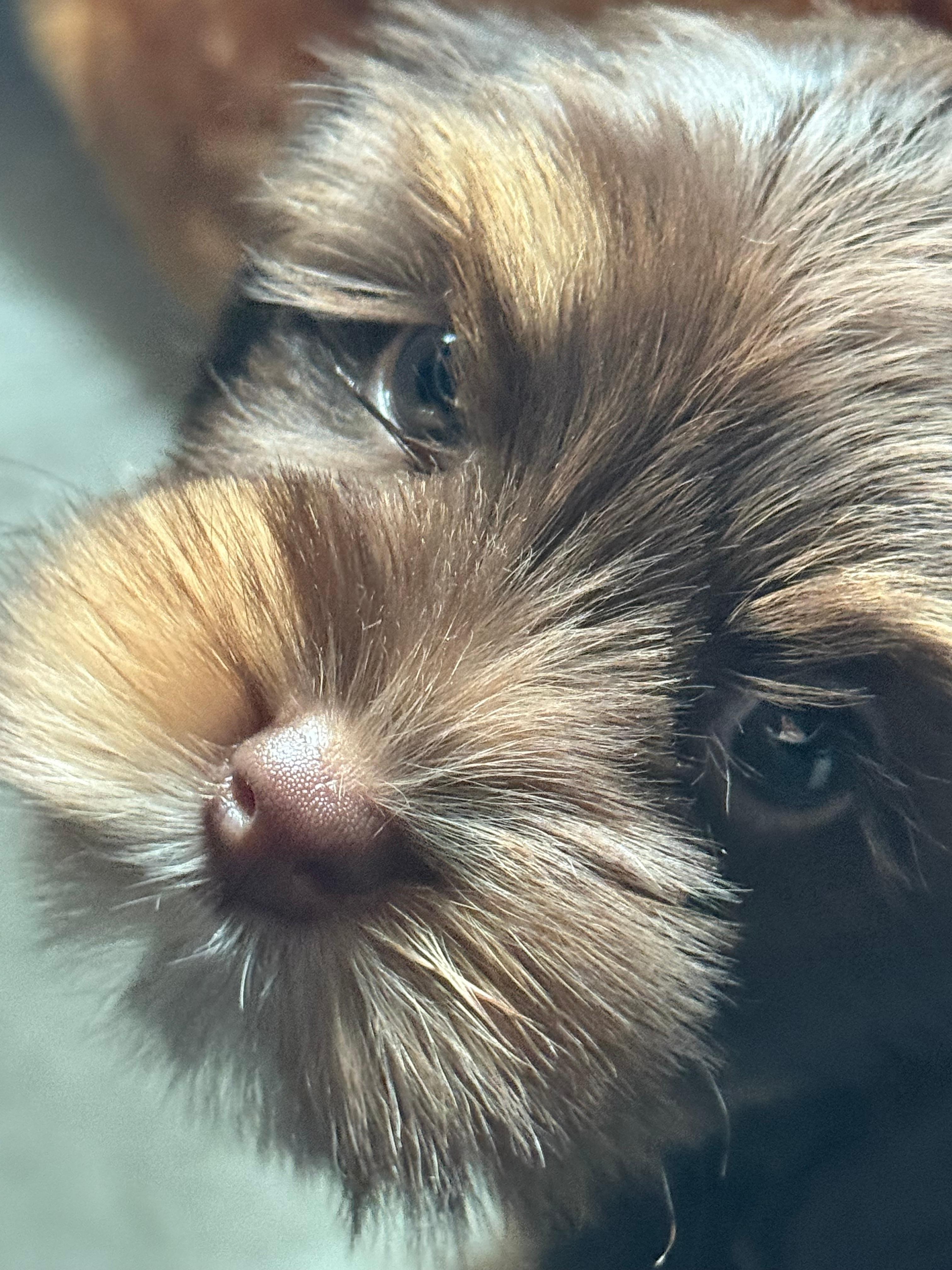 My 8 week old puppy, Tashi