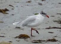 Mouette