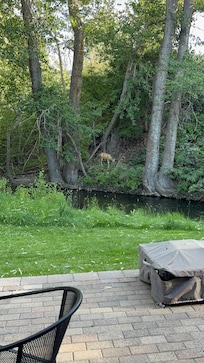 Baby deer across the creek.