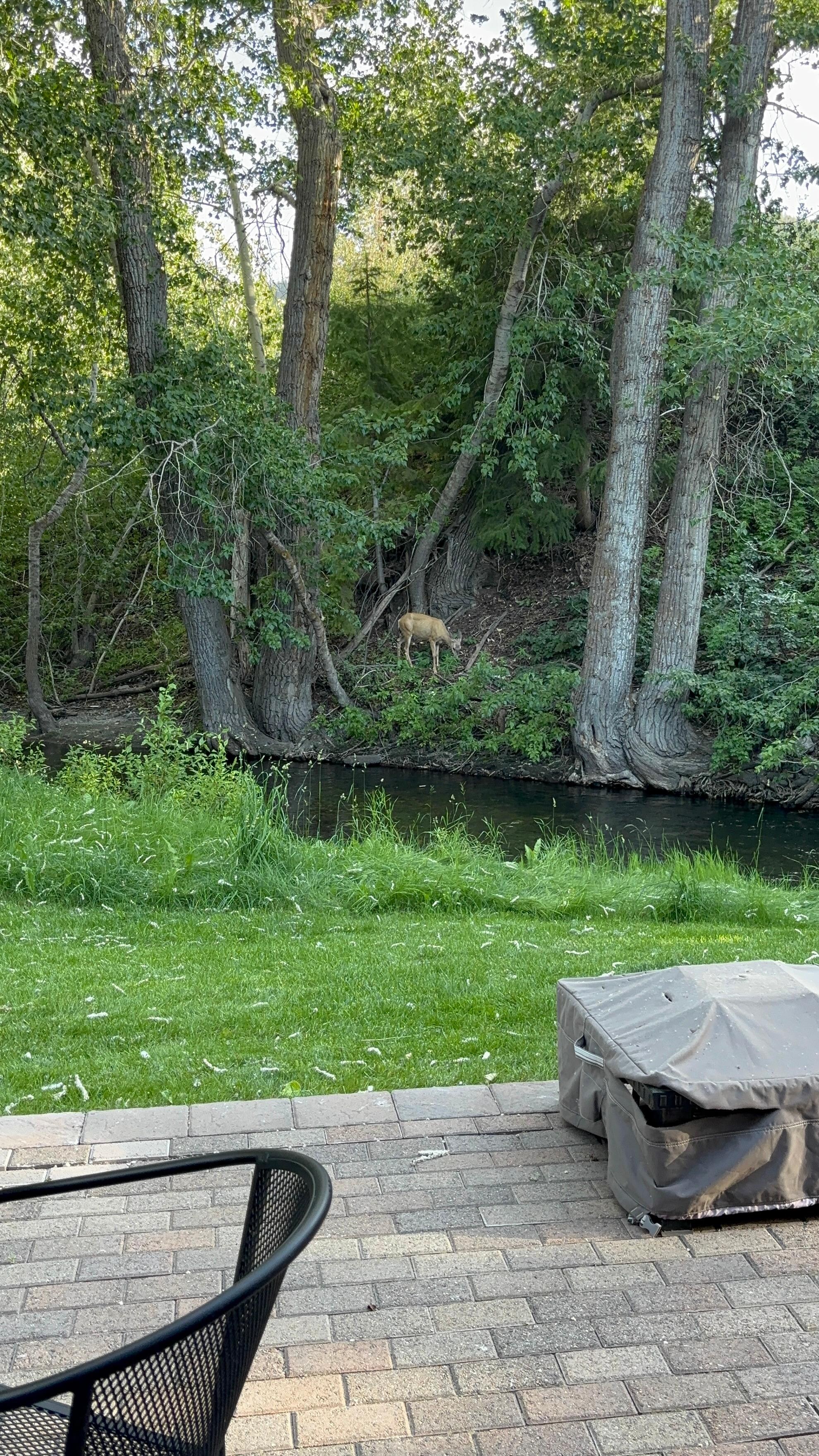 Baby deer across the creek.