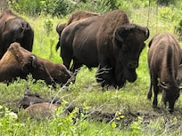 Bison at Minneopa State Park