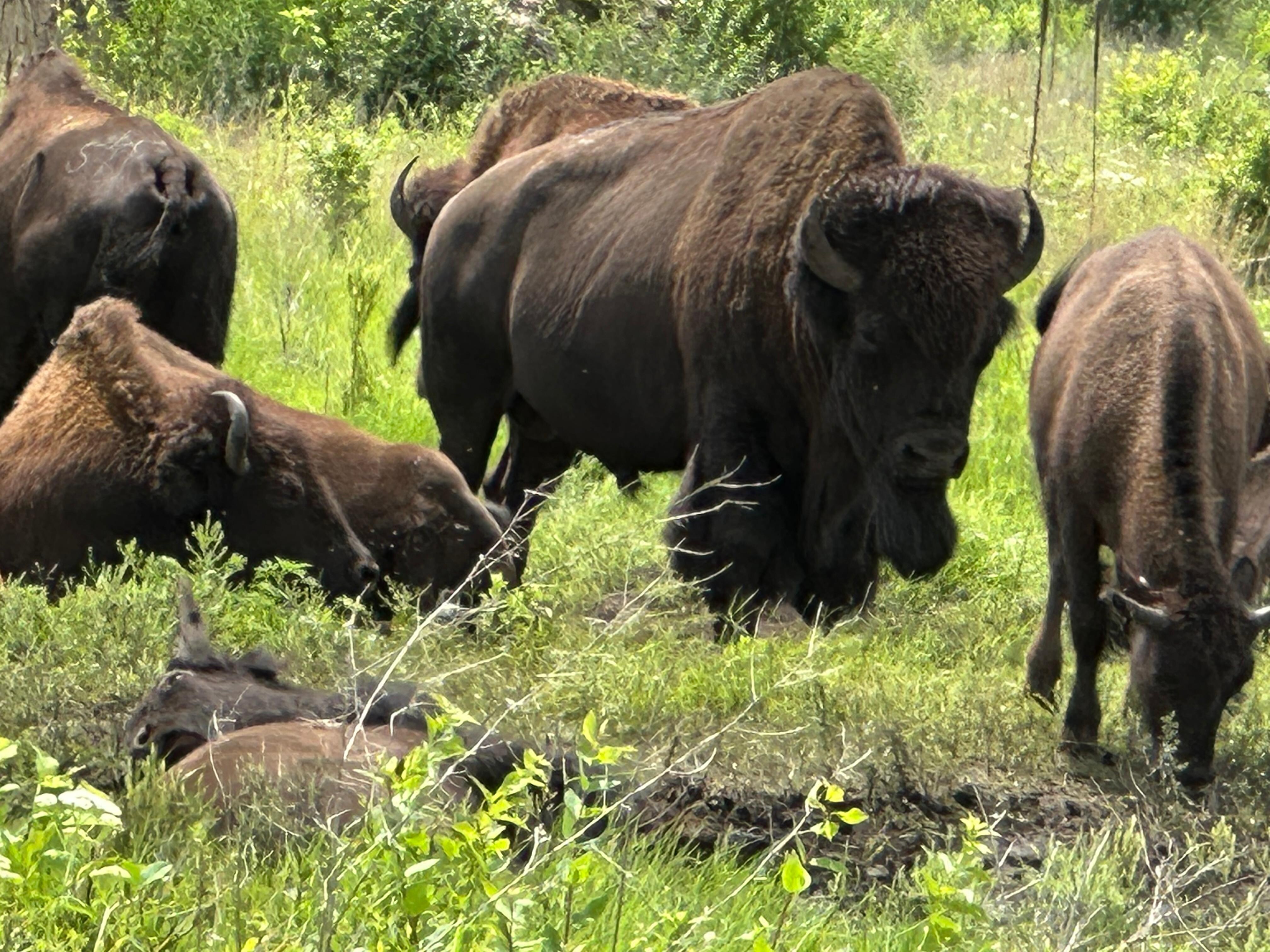 Bison at Minneopa State Park