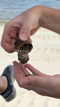 2 hermit crabs joined