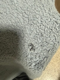 Burn marks in a blanket, the blanket also had tons of dirt and dead bugs caught in the threads