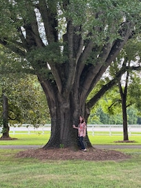 A hug tree in the front of the property.