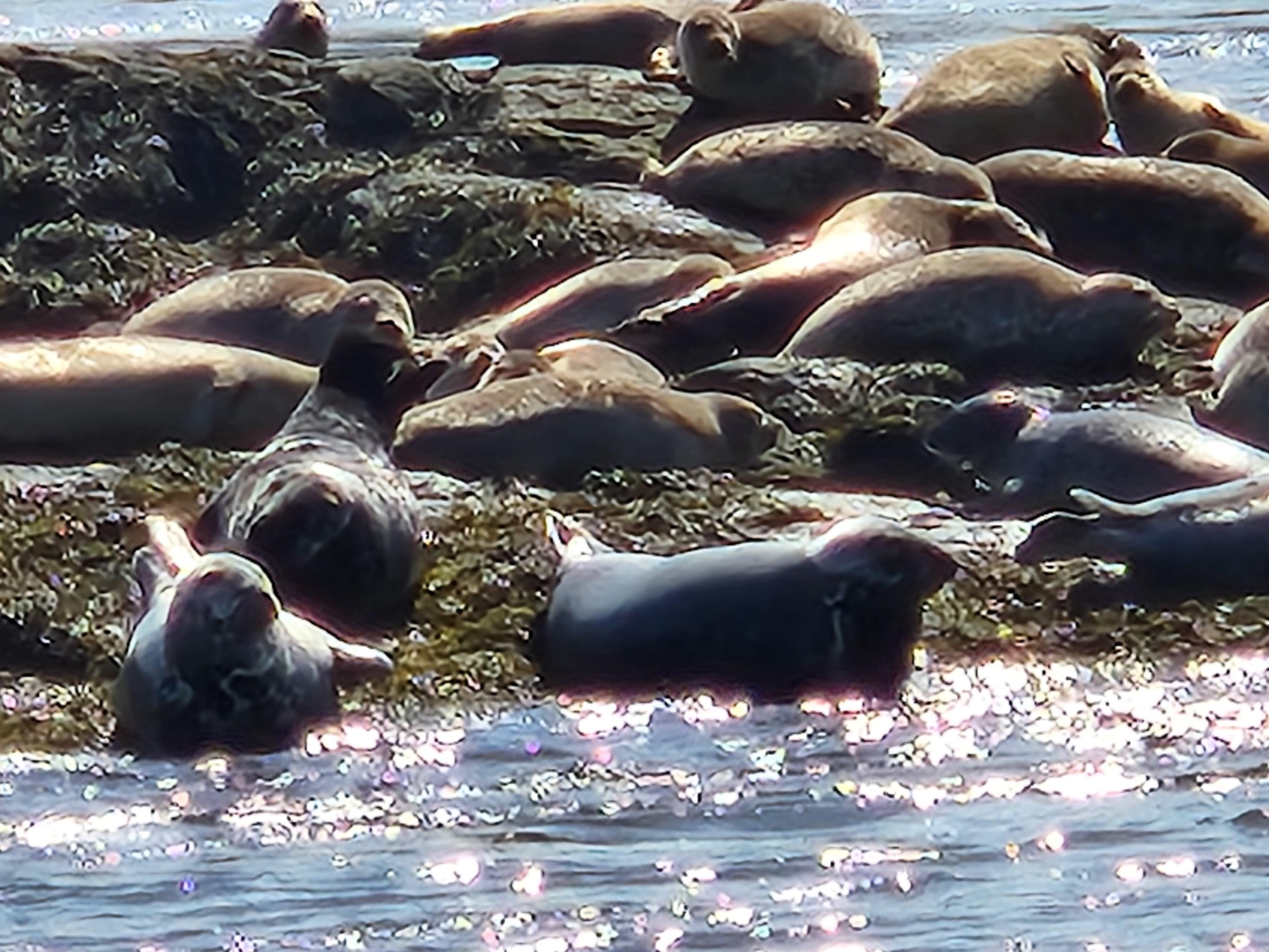 Seals on boat tour