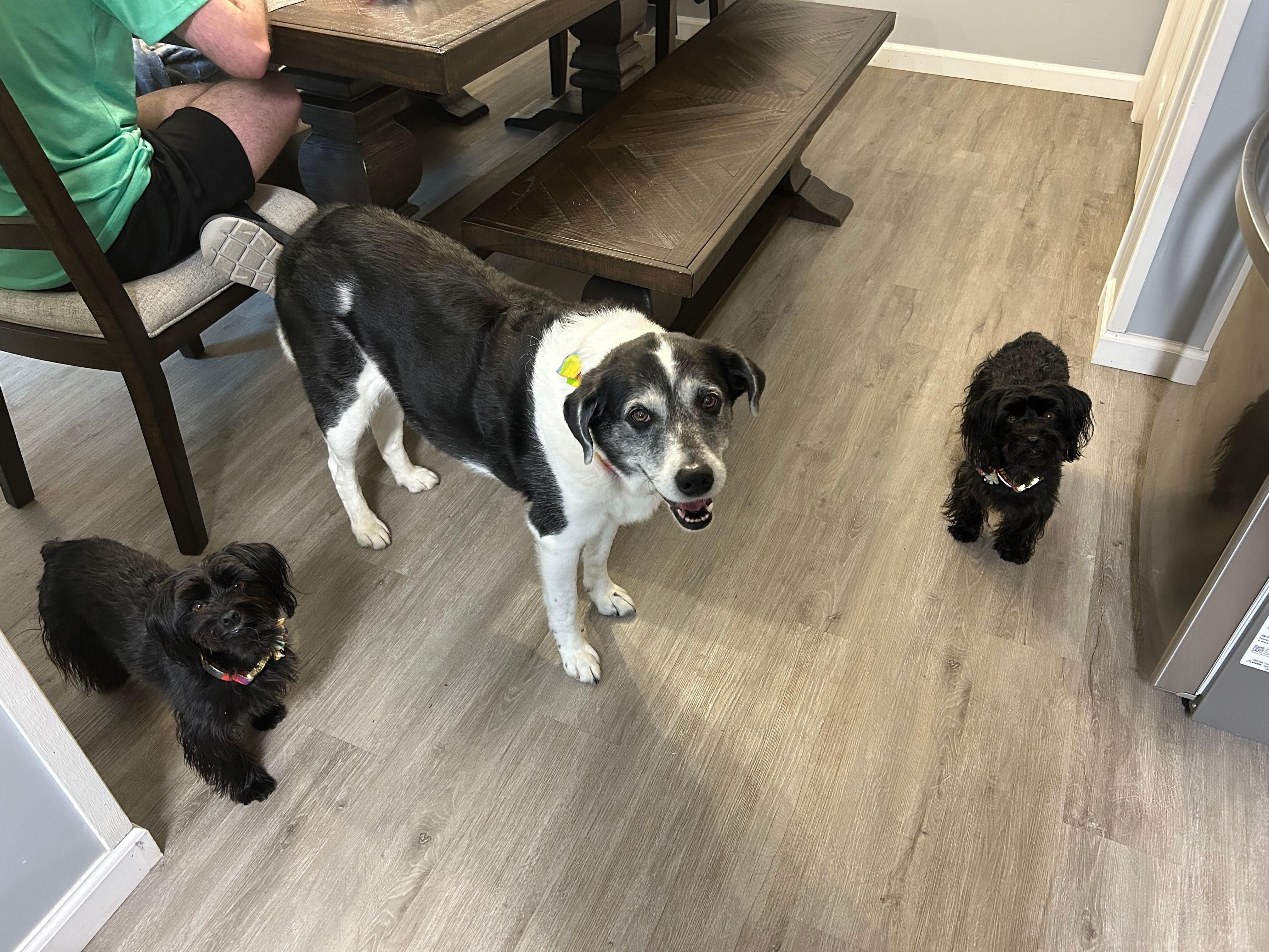 Chloe, Pixie and Penny loved their stay