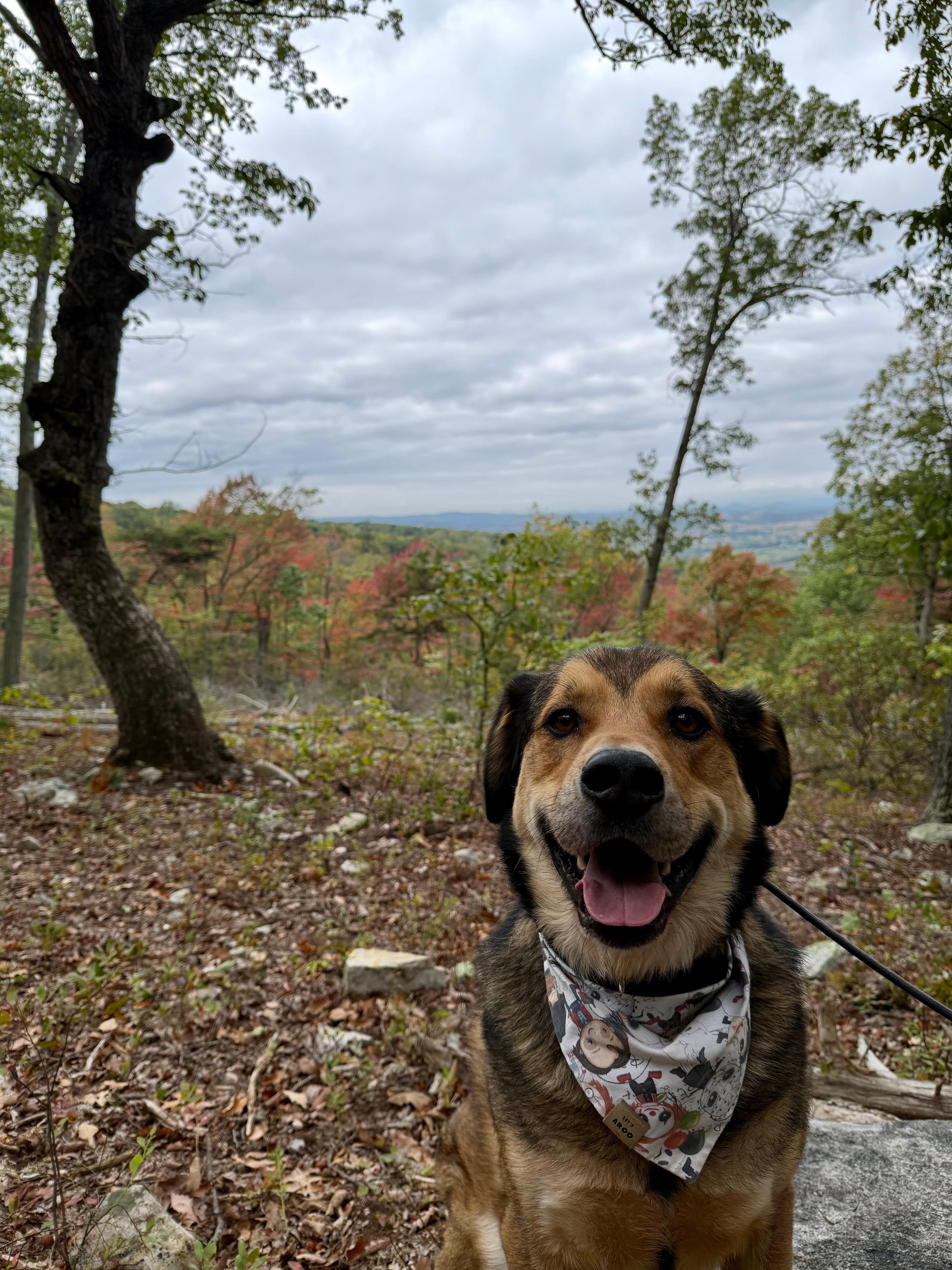 The view going up was beautiful!