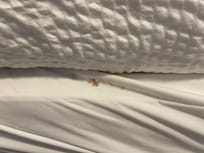 Blood or some kind of stain on the sheets in the guest bedroom.