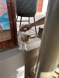 Micky, the tailless hunter.