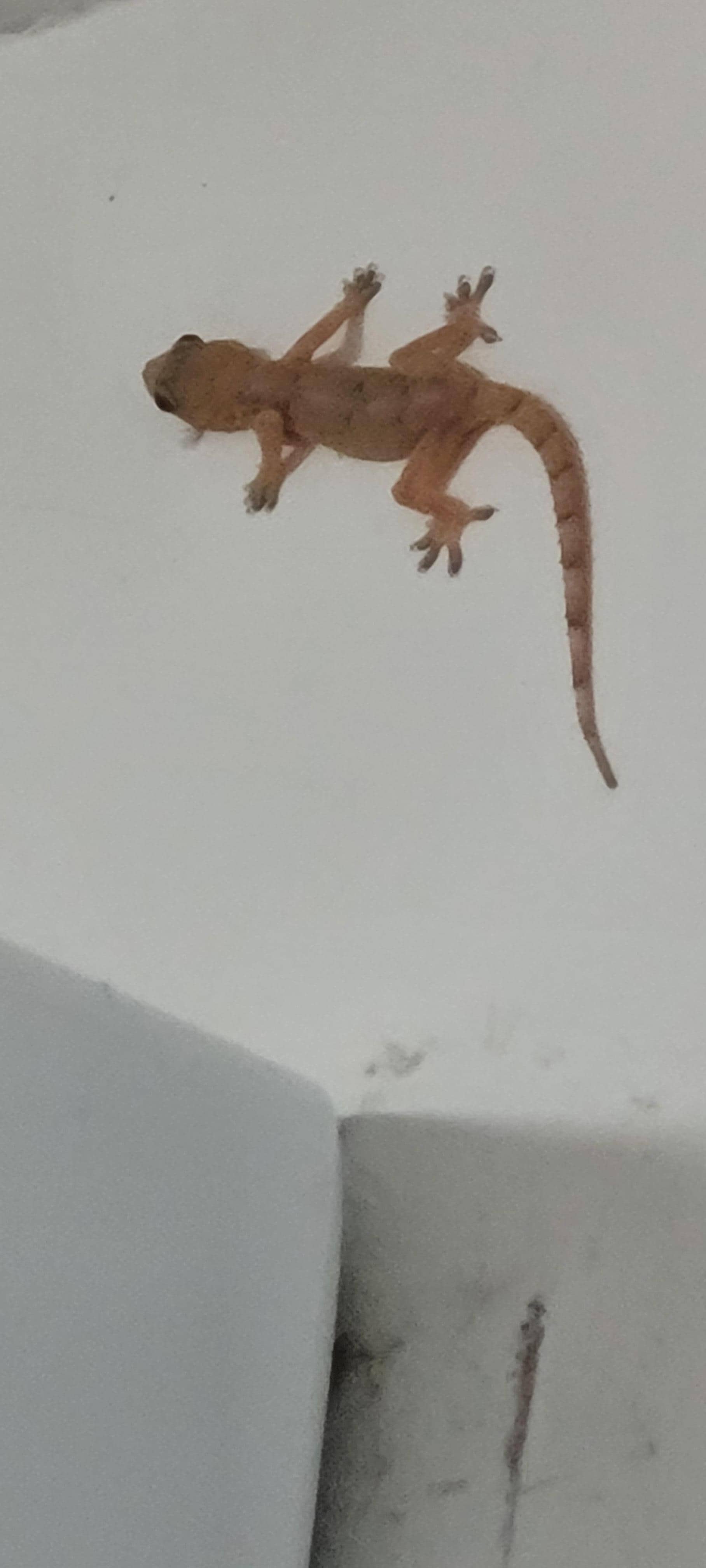 Bonus Gecko in the room.