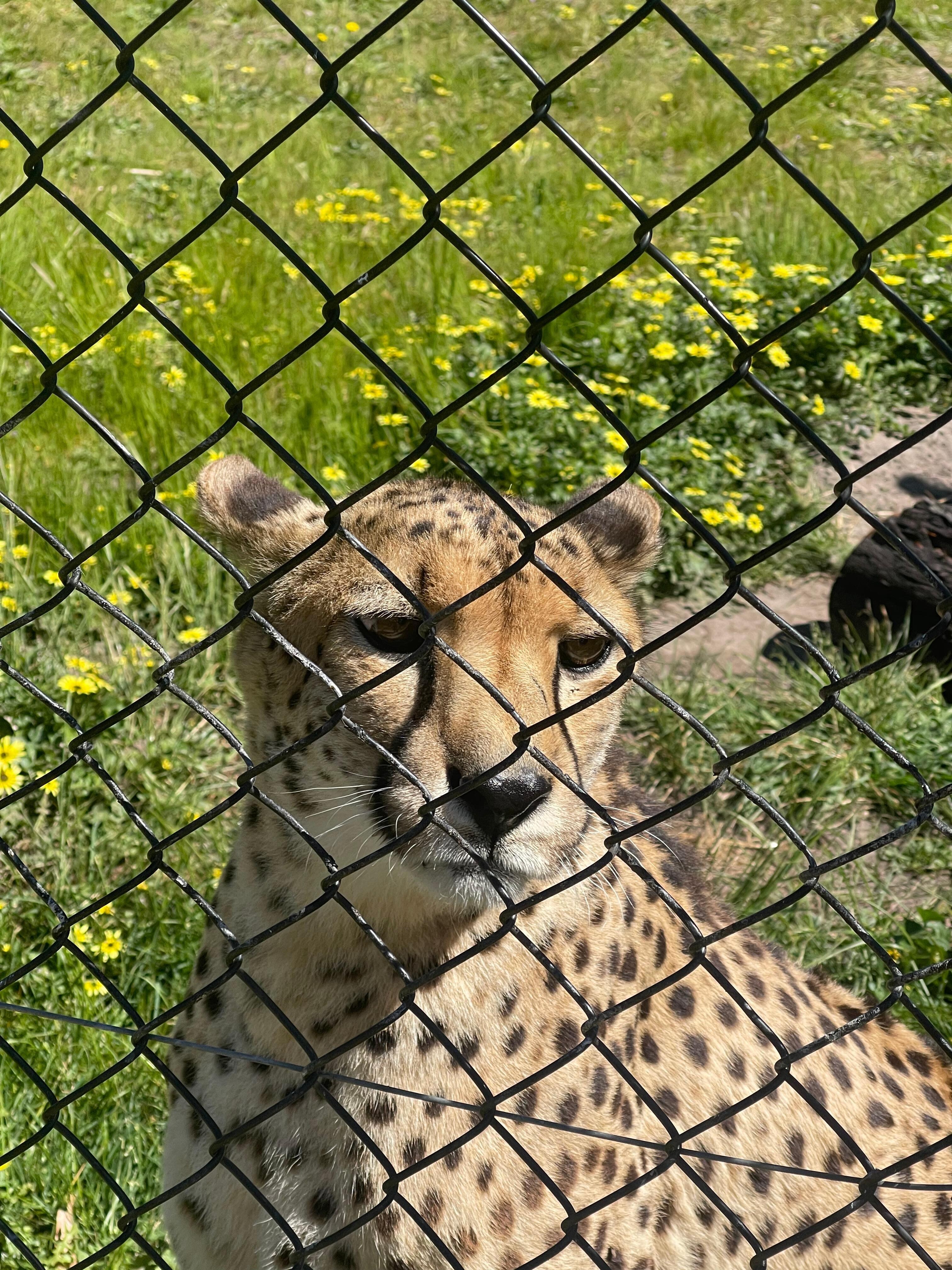 Cheetah up close and personal 