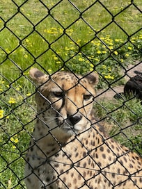 Cheetah up close and personal