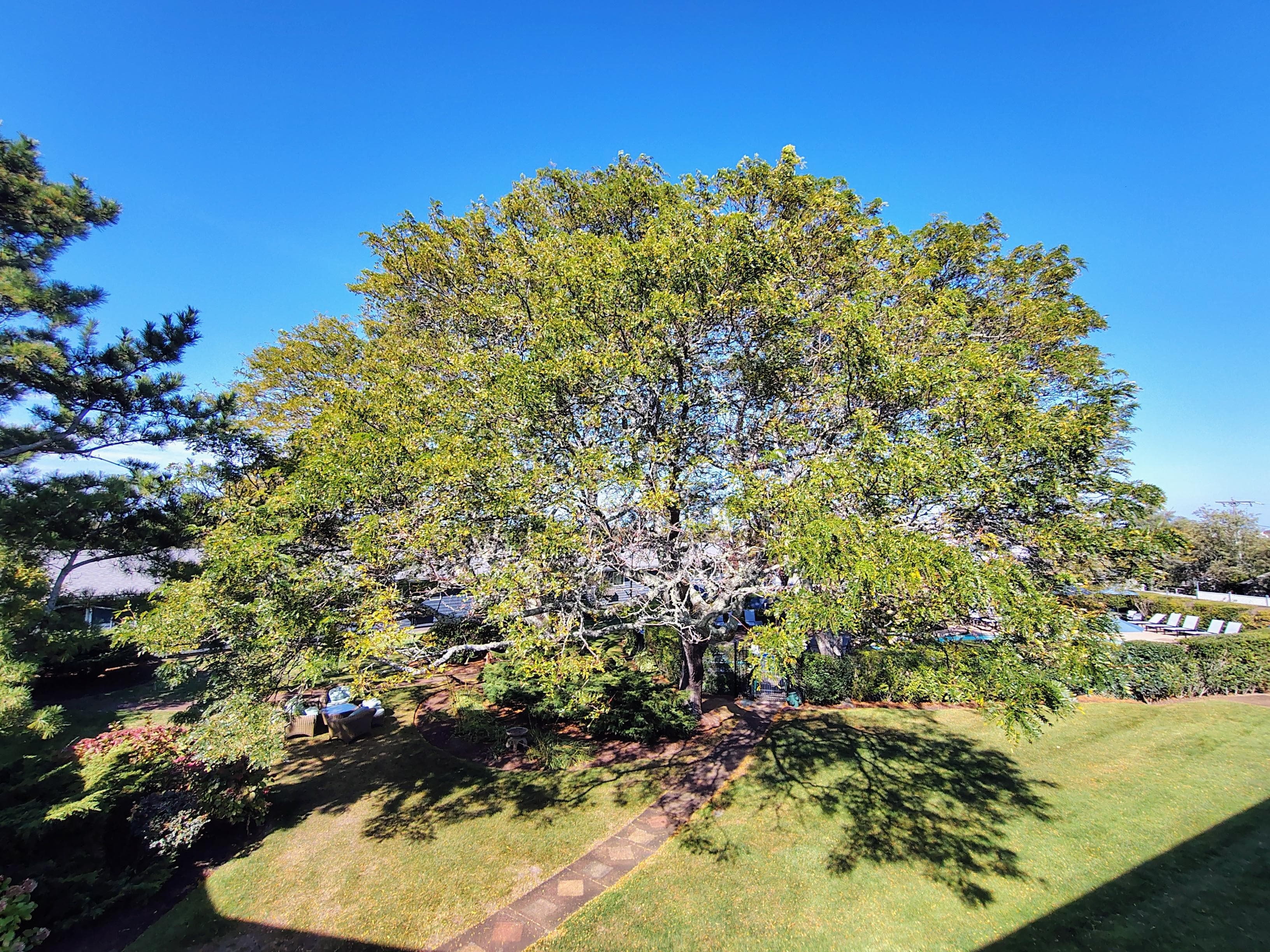 What a stunning tree in hotel grounds 