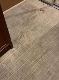 Stained carpet all over floor - staff said they do not treat stains since carpet being torn out.