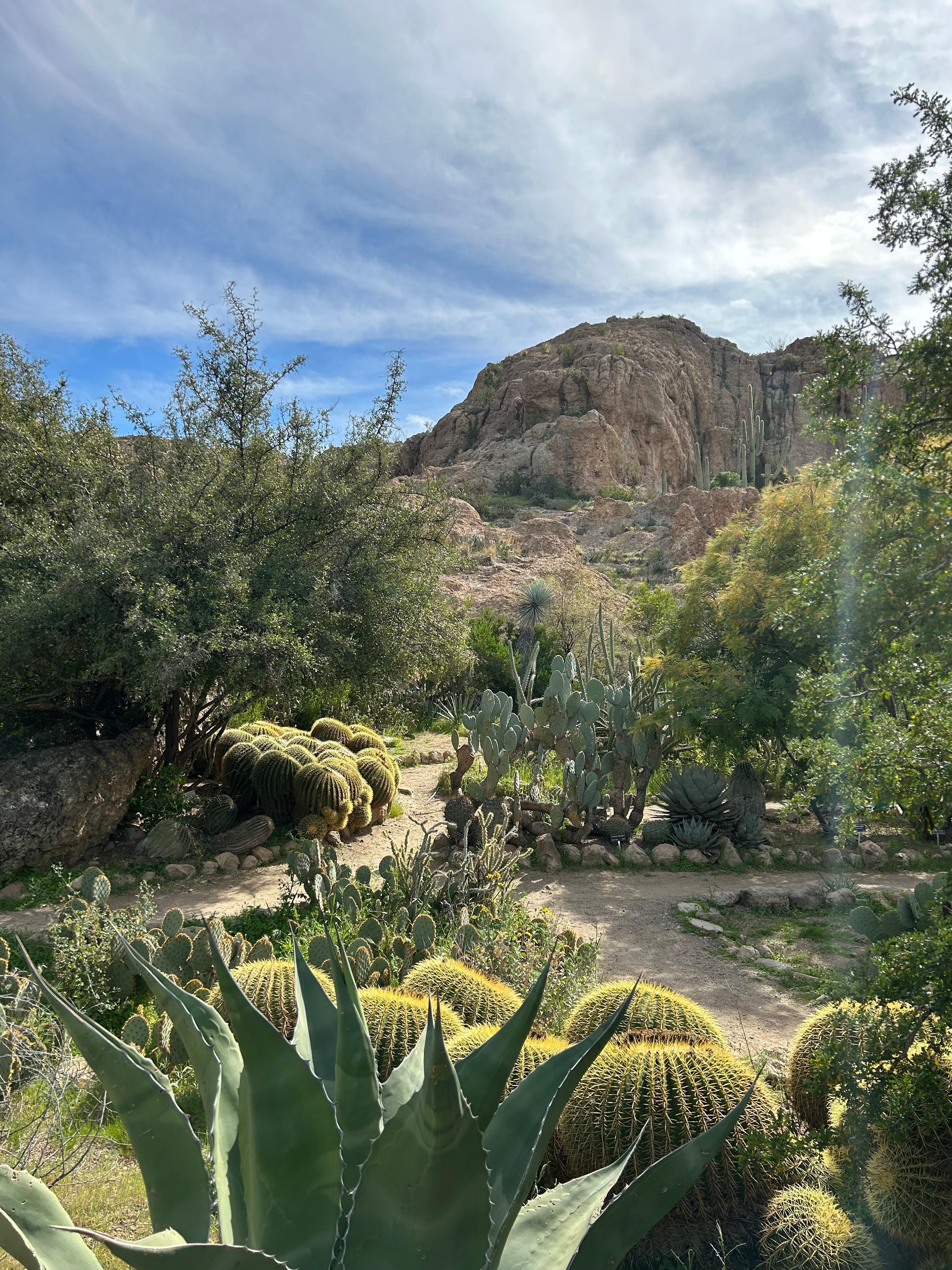 Boyce Thompson Arboretum in Superior