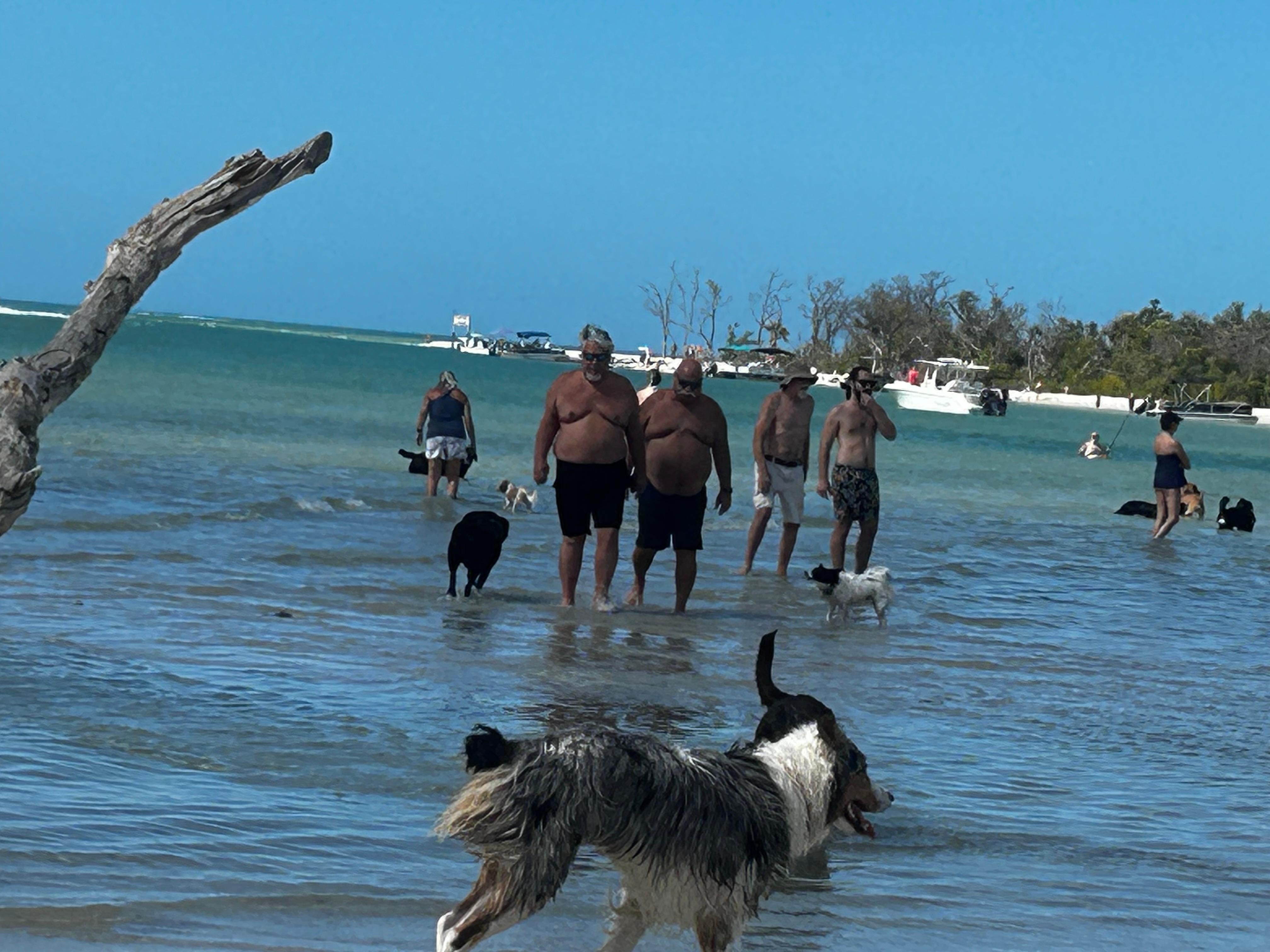 Dog beach fort meyers