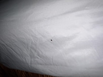 Bed bugs on top of the bed