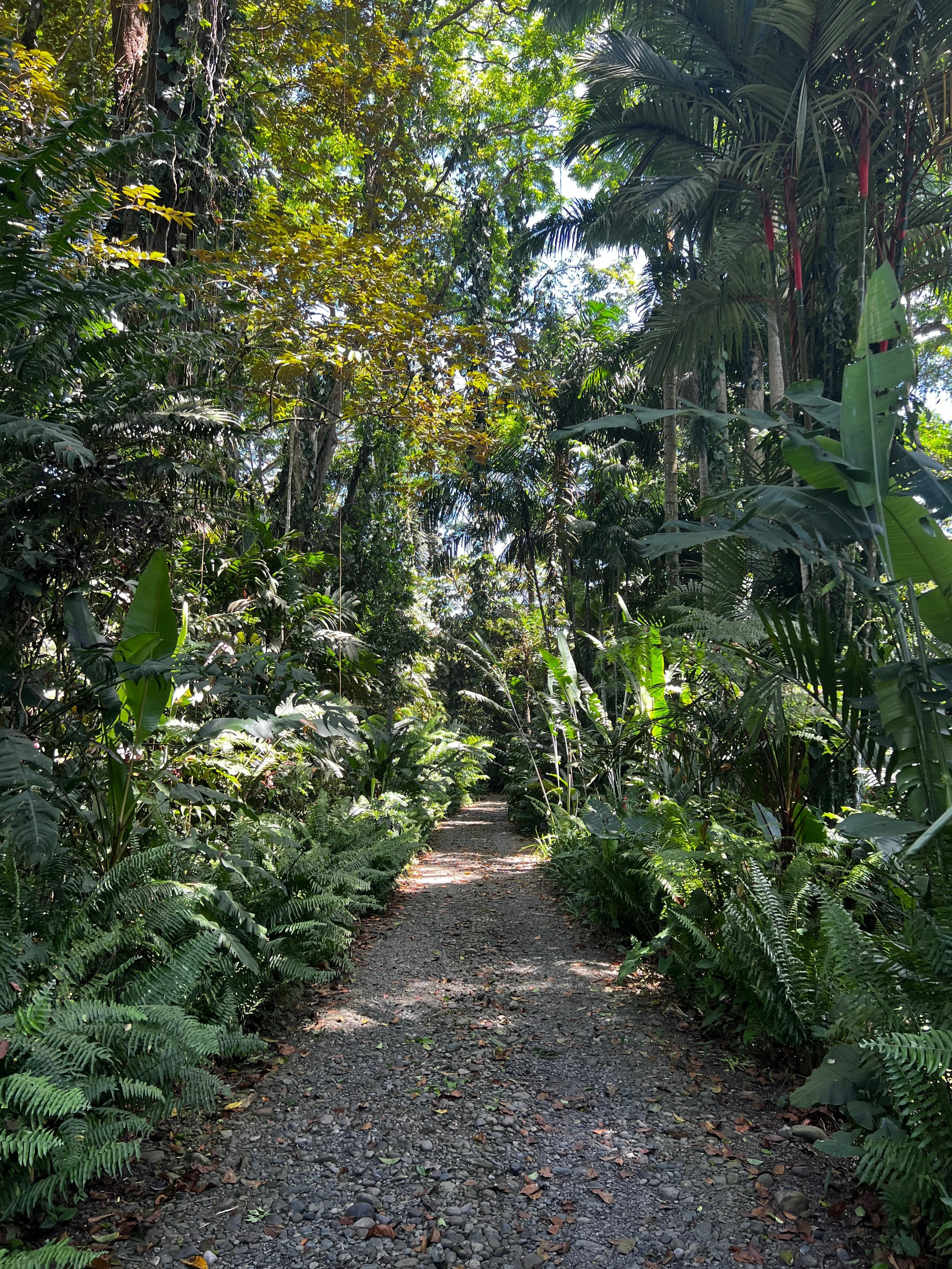 The emerald jungle path