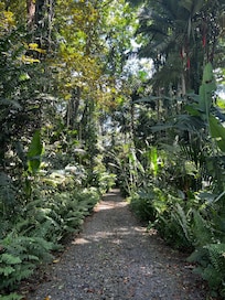 The emerald jungle path