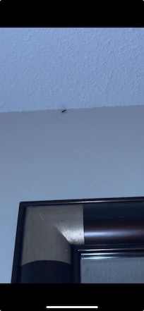 Bugs on ceiling