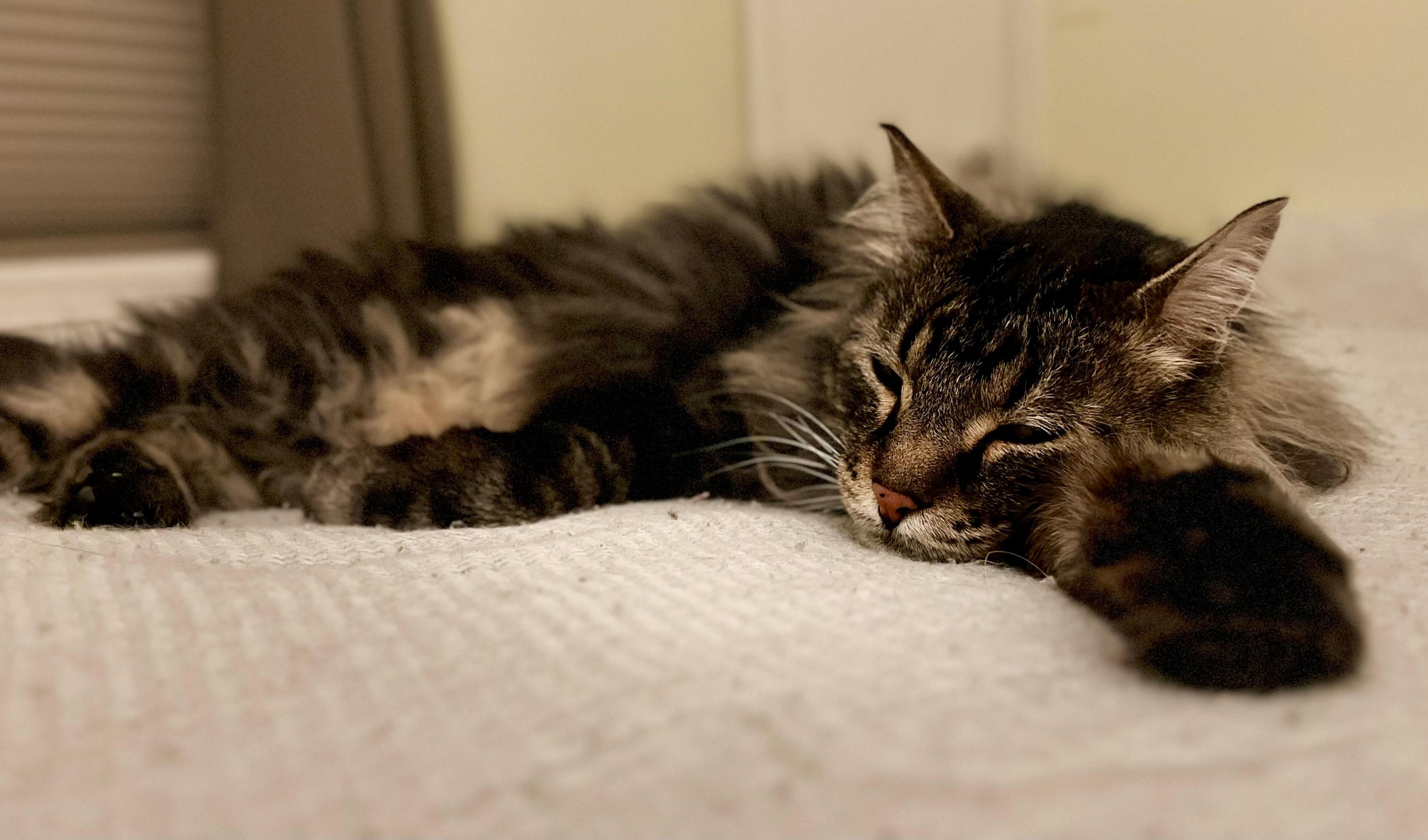 Cat friendly 