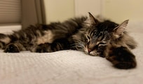 Cat friendly