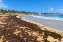 We happen to be there during sargassum season. They were tall piles of it on the beach and lots of it in the water, but it didn't stink, thankfully.