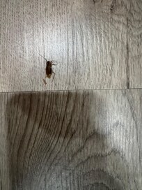 Roaches on the floor!