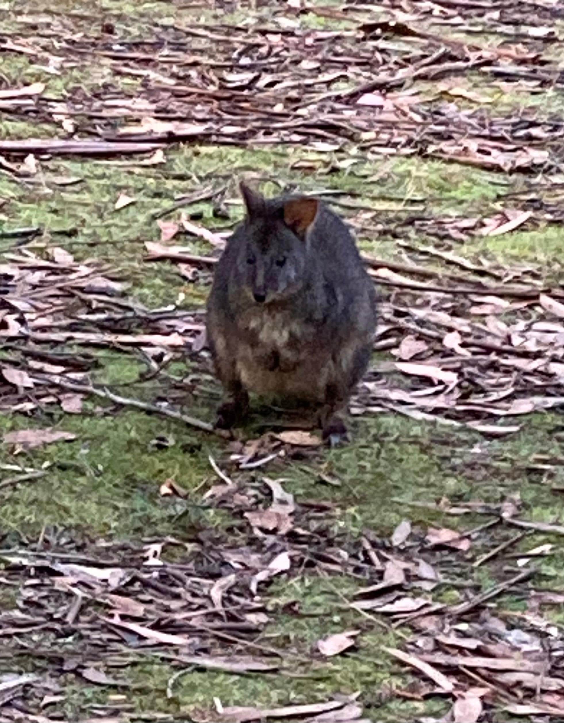 A bit of wildlife 