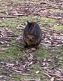 A bit of wildlife